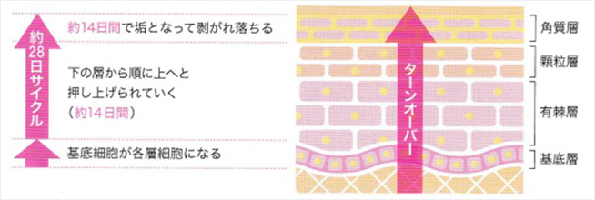 健康な肌のターンオーバーの周期