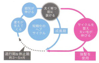 強く美しい髪を作る毛周期